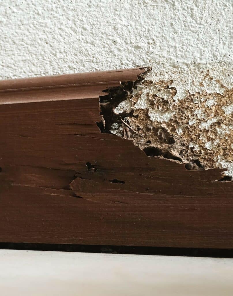 DIAGNOSTIC TERMITES
