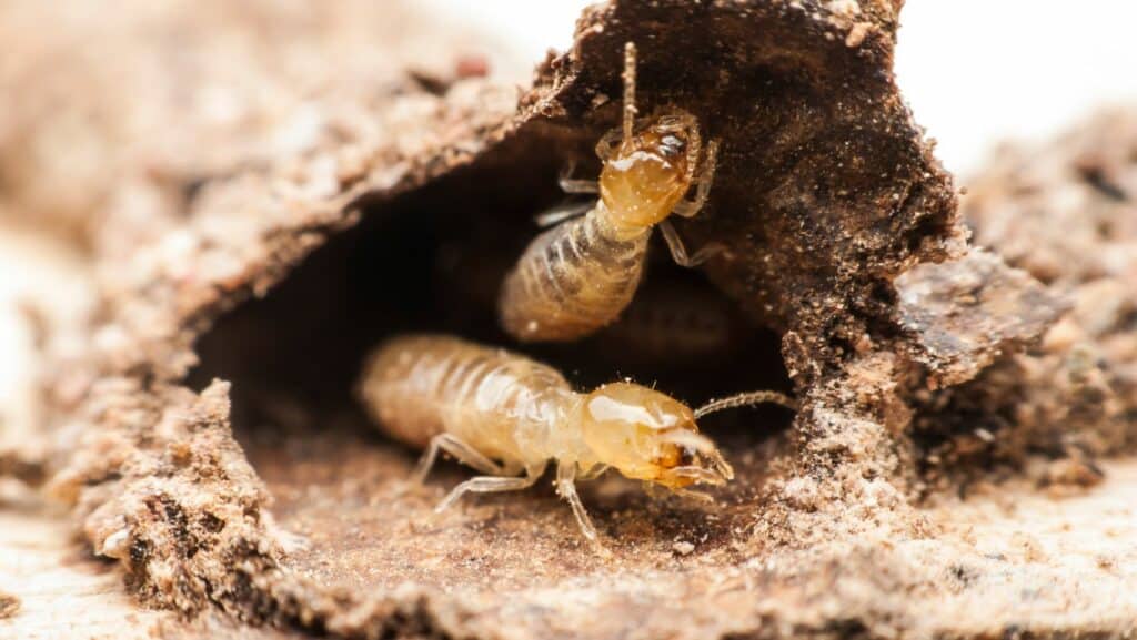 Zoom sur le diagnostic termites : zones à risque et prévention