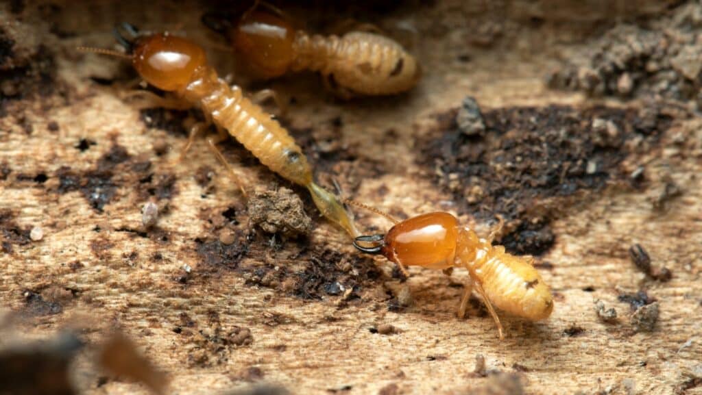 Termites avant travaux : les bonnes pratiques à adopter