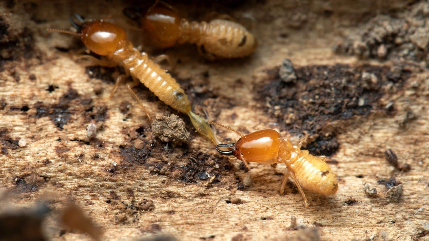 Diagnostic termites avant travaux